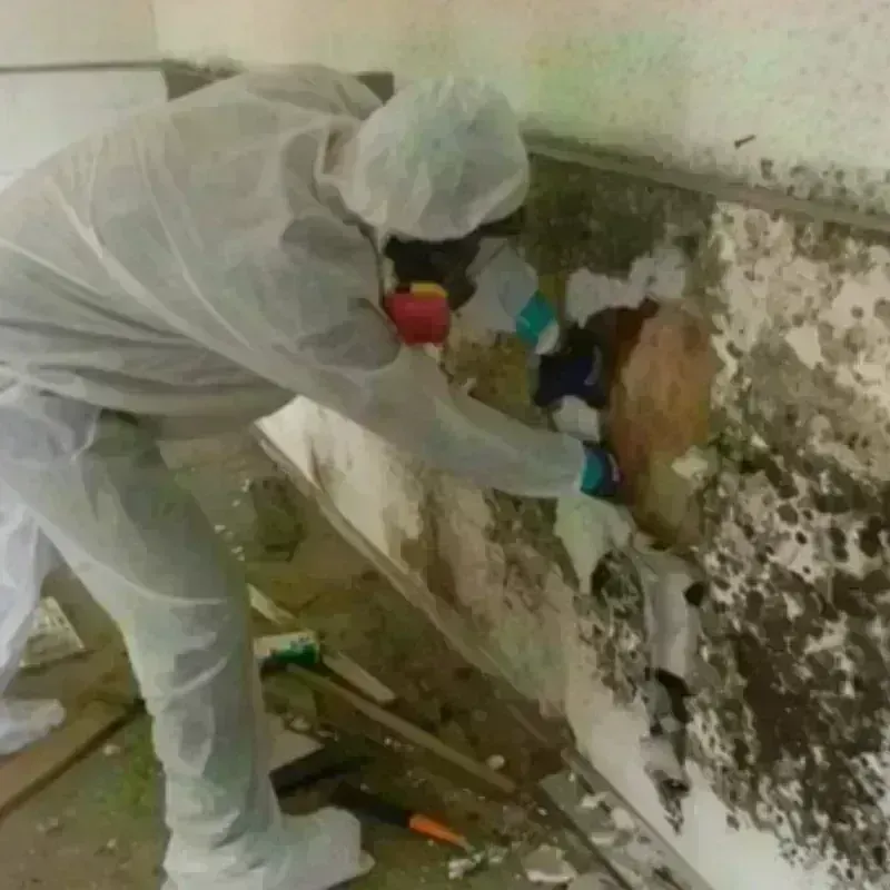 Mold Remediation and Removal in Ahoskie, NC